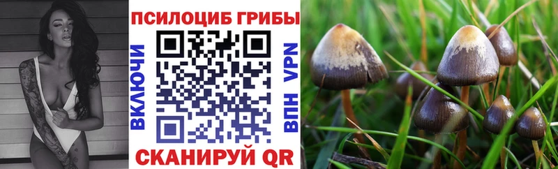 Псилоцибиновые грибы мицелий  закладки  Зеленокумск 